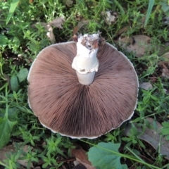 Agaricus sp. (Agaricus) at Conder, ACT - 16 Mar 2020 by michaelb