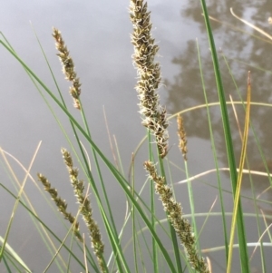 Carex appressa at Downer, ACT - 17 Sep 2020