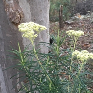 Cassinia longifolia at Majura, ACT - 20 Jul 2020