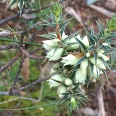 Melichrus urceolatus (Urn Heath) at Majura, ACT - 12 Aug 2020 by JaneR