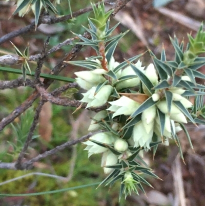 Melichrus urceolatus (Urn Heath) at Majura, ACT - 12 Aug 2020 by JaneR