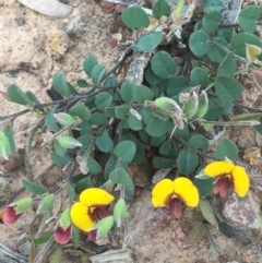 Bossiaea prostrata (Creeping Bossiaea) at Mount Ainslie - 19 Sep 2020 by JaneR