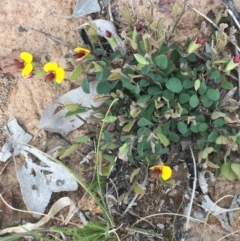 Bossiaea prostrata at Majura, ACT - 19 Sep 2020