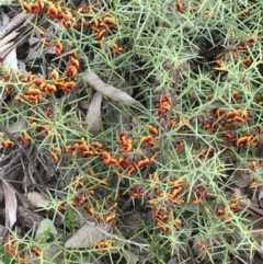 Daviesia genistifolia at Majura, ACT - 18 Sep 2020 04:18 PM