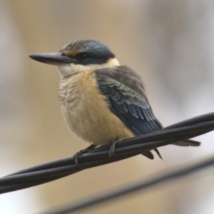 Todiramphus sanctus at Wanniassa, ACT - 8 Feb 2020