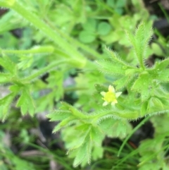 Ranunculus pumilio var. pumilio (Buttercup) at Majura, ACT - 18 Sep 2020 by JaneR