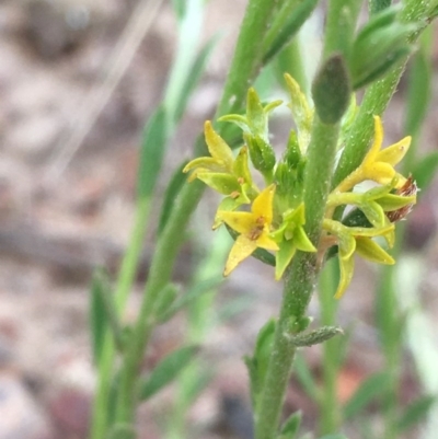 Pimelea curviflora (Curved Rice-flower) at Majura, ACT - 18 Sep 2020 by JaneR