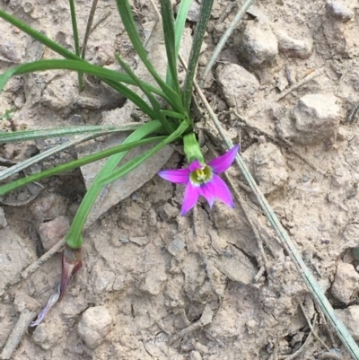 Romulea rosea var. australis (Onion Grass) at Majura, ACT - 19 Sep 2020 by JaneR