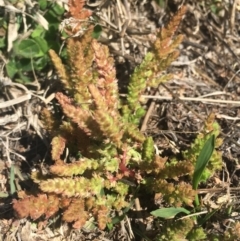 Crassula sieberiana (Austral Stonecrop) at Corrowong, NSW - 14 Sep 2020 by BlackFlat