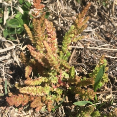 Crassula sieberiana (Austral Stonecrop) at Corrowong, NSW - 14 Sep 2020 by BlackFlat