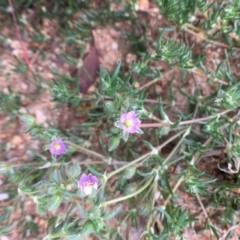 Spergularia rubra (Sandspurrey) at Corrowong, NSW - 19 Sep 2020 by BlackFlat