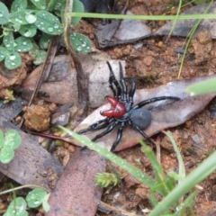 Missulena occatoria (Red-headed Mouse Spider) at Hawker, ACT - 20 Sep 2020 by sangio7