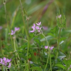 Erodium sp. (A Storksbill) at Wodonga, VIC - 20 Sep 2020 by Kyliegw