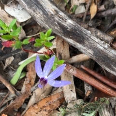 Cyanicula caerulea (Blue Fingers, Blue Fairies) at Majura, ACT - 17 Sep 2020 by Yumiko2020