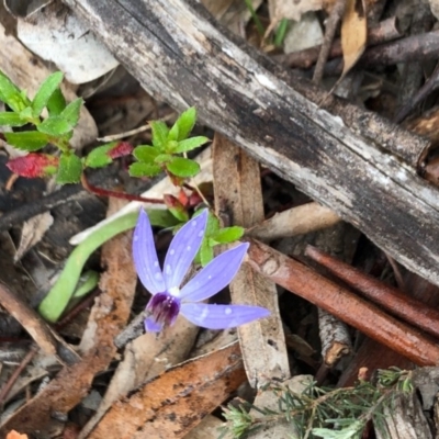 Cyanicula caerulea (Blue Fingers, Blue Fairies) at Majura, ACT - 17 Sep 2020 by Yumiko2020