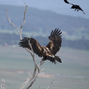 Aquila audax at Majura, ACT - 19 Sep 2020