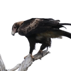 Aquila audax at Majura, ACT - suppressed