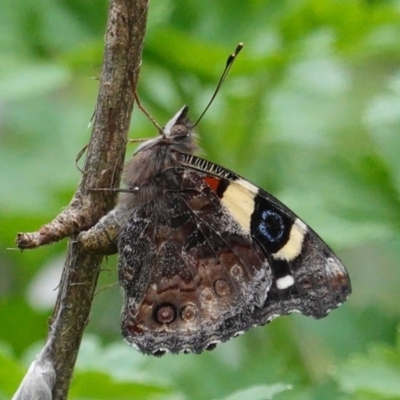 Vanessa itea (Yellow Admiral) at Hughes, ACT - 19 Sep 2020 by JackyF