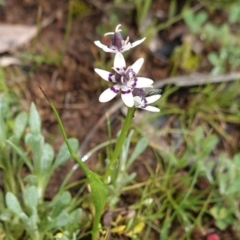 Wurmbea dioica subsp. dioica (Early Nancy) at Federal Golf Course - 20 Sep 2020 by JackyF