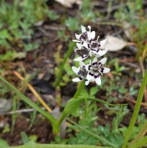 Wurmbea dioica subsp. dioica at Hughes, ACT - 20 Sep 2020