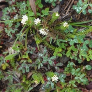 Asperula conferta at Hughes, ACT - 20 Sep 2020 11:43 AM