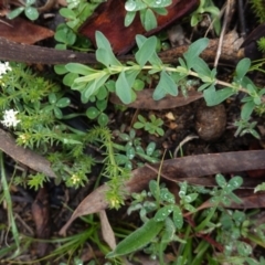 Asperula conferta at Hughes, ACT - 20 Sep 2020 11:43 AM