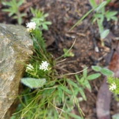 Asperula conferta at Hughes, ACT - 20 Sep 2020 11:43 AM