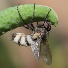 Entomophthora sp. (genus) (Puppeteer Fungus) at ANBG - 11 Sep 2020 by Tim L