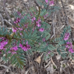 Indigofera australis subsp. australis (Australian Indigo) at Hughes, ACT - 19 Sep 2020 by JackyF