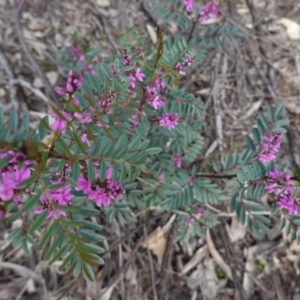 Indigofera australis subsp. australis at Hughes, ACT - 19 Sep 2020 03:42 PM