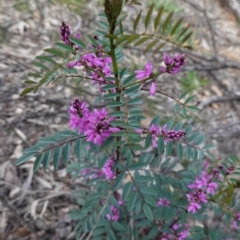 Indigofera australis subsp. australis at Hughes, ACT - 19 Sep 2020 03:42 PM