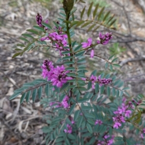 Indigofera australis subsp. australis at Hughes, ACT - 19 Sep 2020 03:42 PM