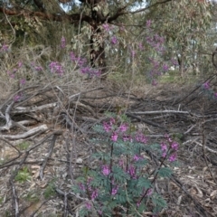 Indigofera australis subsp. australis at Hughes, ACT - 19 Sep 2020 03:42 PM