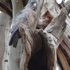 Callocephalon fimbriatum (Gang-gang Cockatoo) at GG38 - 18 Sep 2020 by JackyF