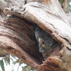 Callocephalon fimbriatum (Gang-gang Cockatoo) at Hughes, ACT - 19 Sep 2020 by JackyF