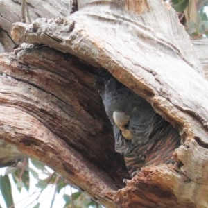 Callocephalon fimbriatum at Hughes, ACT - suppressed