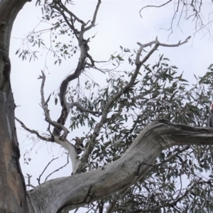 Callocephalon fimbriatum at Hughes, ACT - suppressed