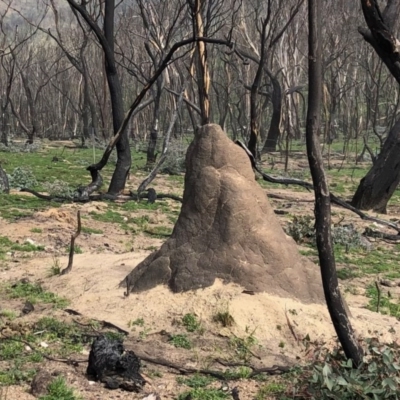 Coptotermes sp. (genus) (Termite) at Bumbalong, NSW - 19 Sep 2020 by KMcCue