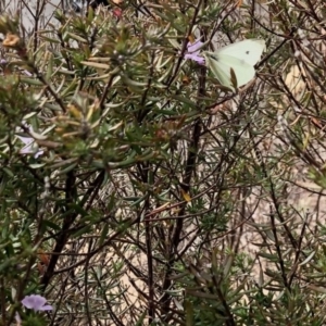 Pieris rapae at Paddys River, ACT - 19 Sep 2020