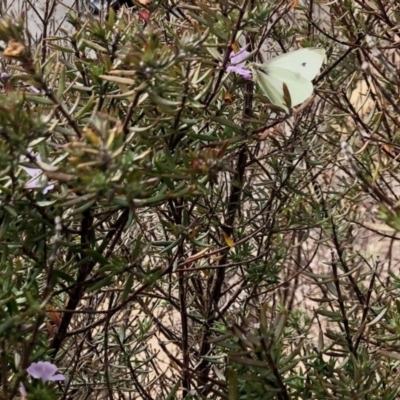 Pieris rapae (Cabbage White) at Paddys River, ACT - 19 Sep 2020 by KMcCue