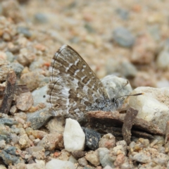 Theclinesthes serpentata (Saltbush Blue) at Theodore, ACT - 19 Sep 2020 by MatthewFrawley