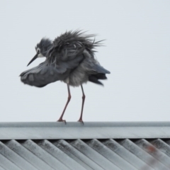 Egretta novaehollandiae (White-faced Heron) at Bowral - 20 Sep 2020 by GlossyGal