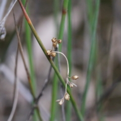 Juncus subsecundus (Finger Rush) at O'Connor, ACT - 19 Sep 2020 by ConBoekel