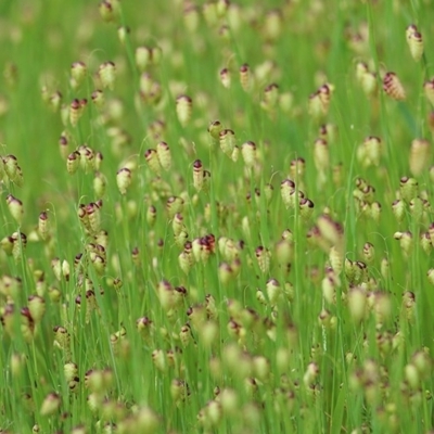 Briza maxima (Quaking Grass, Blowfly Grass) at Wodonga, VIC - 20 Sep 2020 by Kyliegw