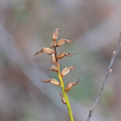 Corunastylis clivicola (Rufous midge orchid) at O'Connor, ACT - 19 Sep 2020 by ConBoekel