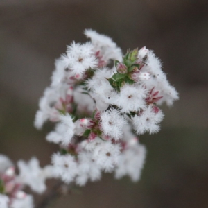 Leucopogon attenuatus at O'Connor, ACT - 19 Sep 2020