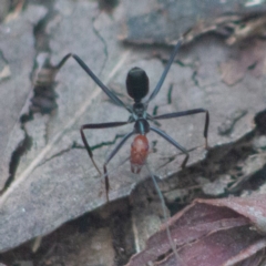 Leptomyrmex erythrocephalus (Spider ant) at Paddys River, ACT - 19 Sep 2020 by SthTallagandaSurvey