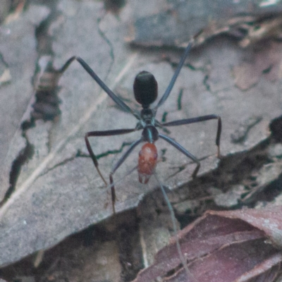Leptomyrmex erythrocephalus (Spider ant) at Paddys River, ACT - 19 Sep 2020 by SthTallagandaSurvey