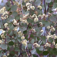 Eucalyptus polyanthemos (Red Box) at Wodonga, VIC - 20 Sep 2020 by Kyliegw