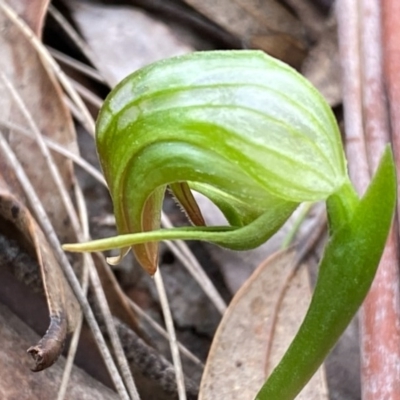 Pterostylis nutans (Nodding Greenhood) at Paddys River, ACT - 19 Sep 2020 by SthTallagandaSurvey